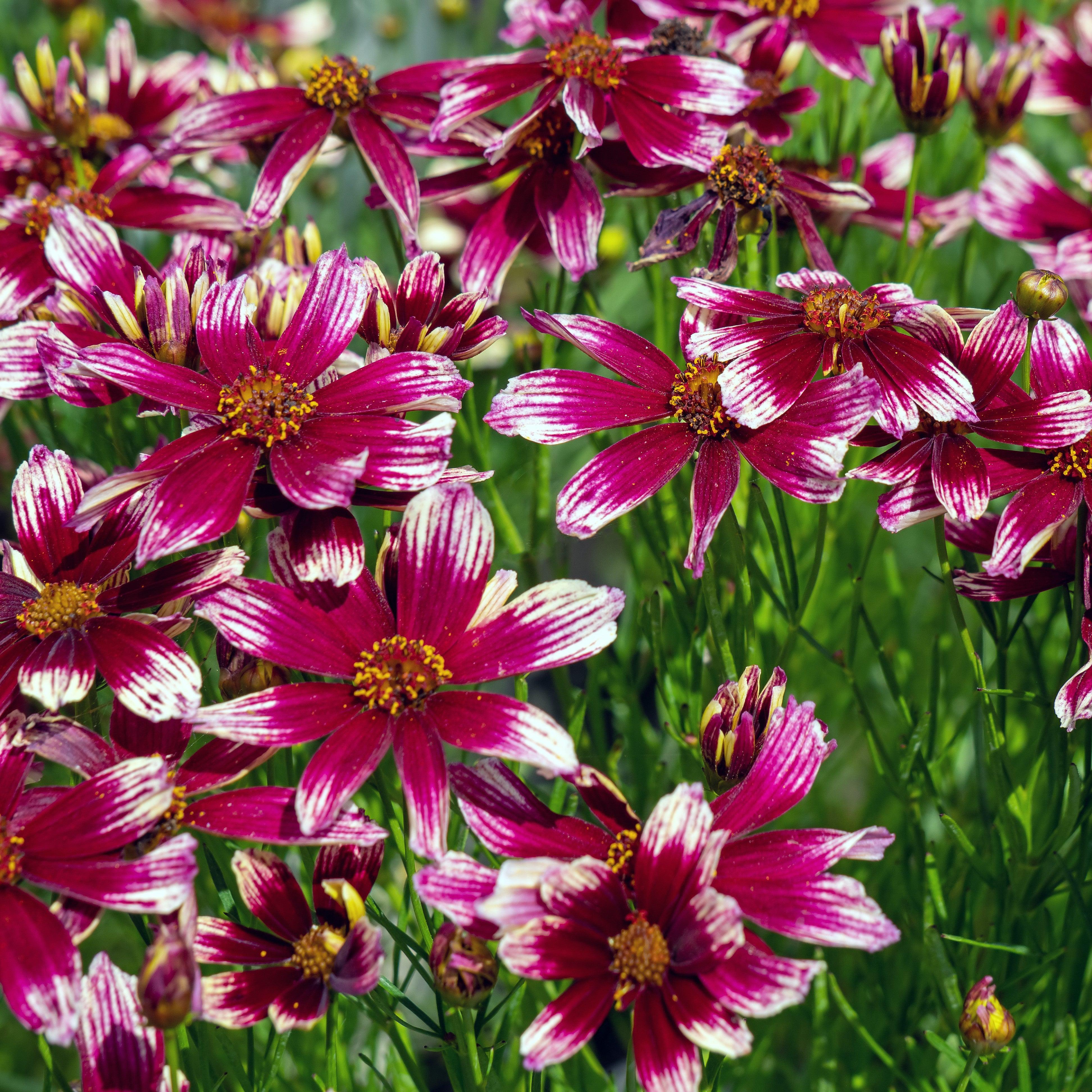 Tickseed, Lil' Bang™ Starstruck Coreopsis