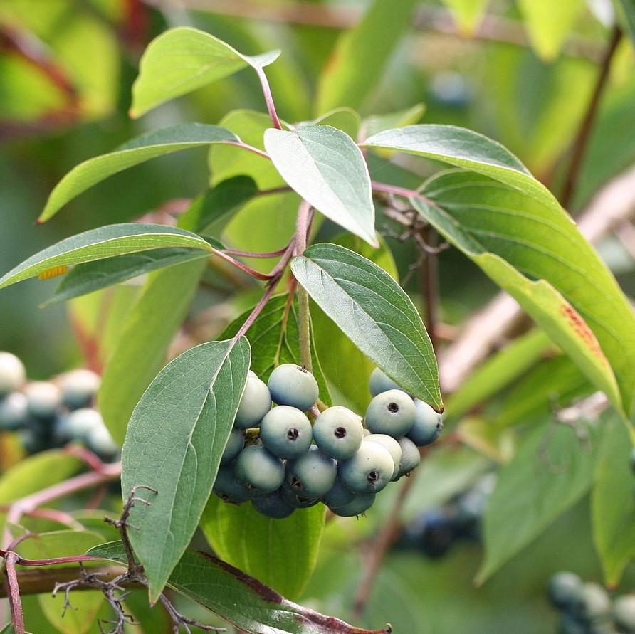 Dogwood, Silky Dogwood - Image 3
