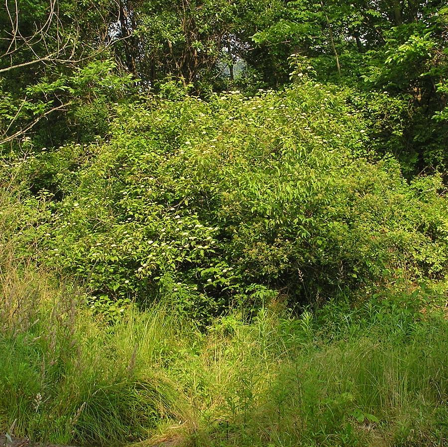 Dogwood, Silky Dogwood - Image 4