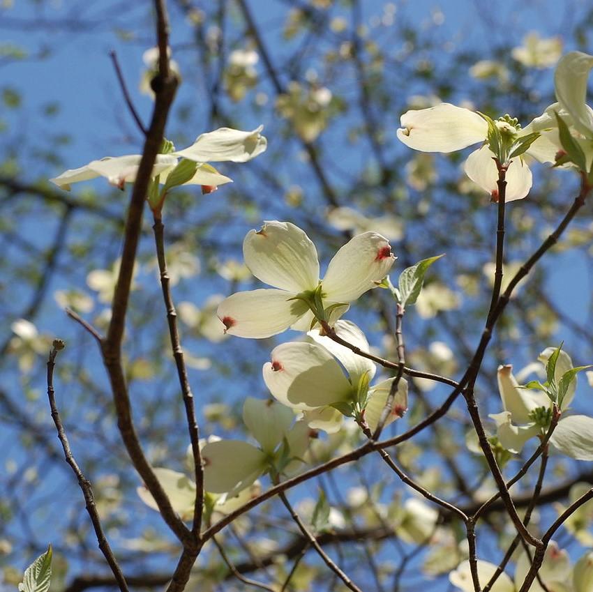 Dogwood, Flowering Dogwood - Image 2
