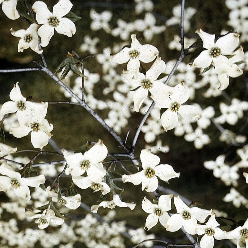 Dogwood, Flowering Dogwood - Image 3