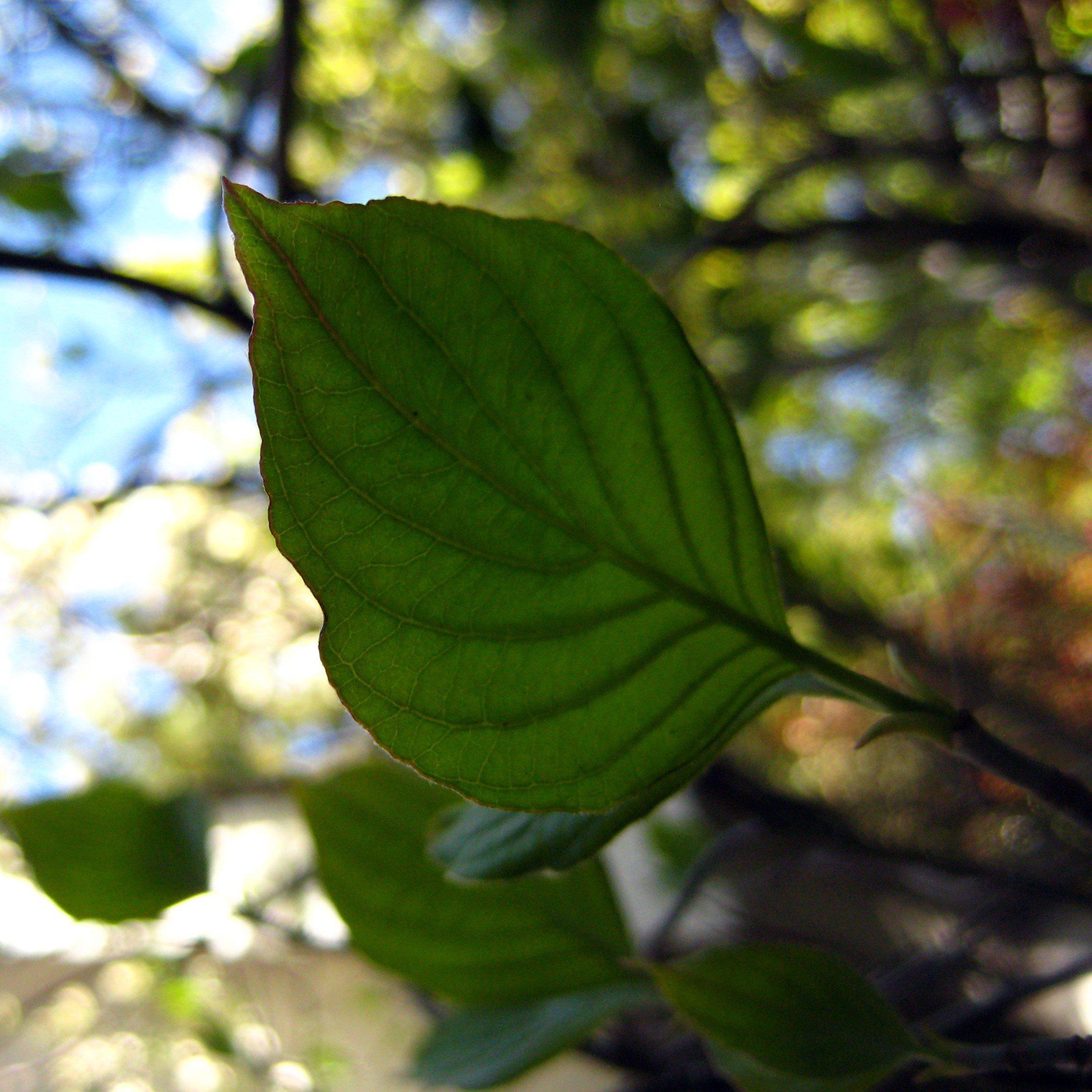 Dogwood, Flowering Dogwood - Image 4