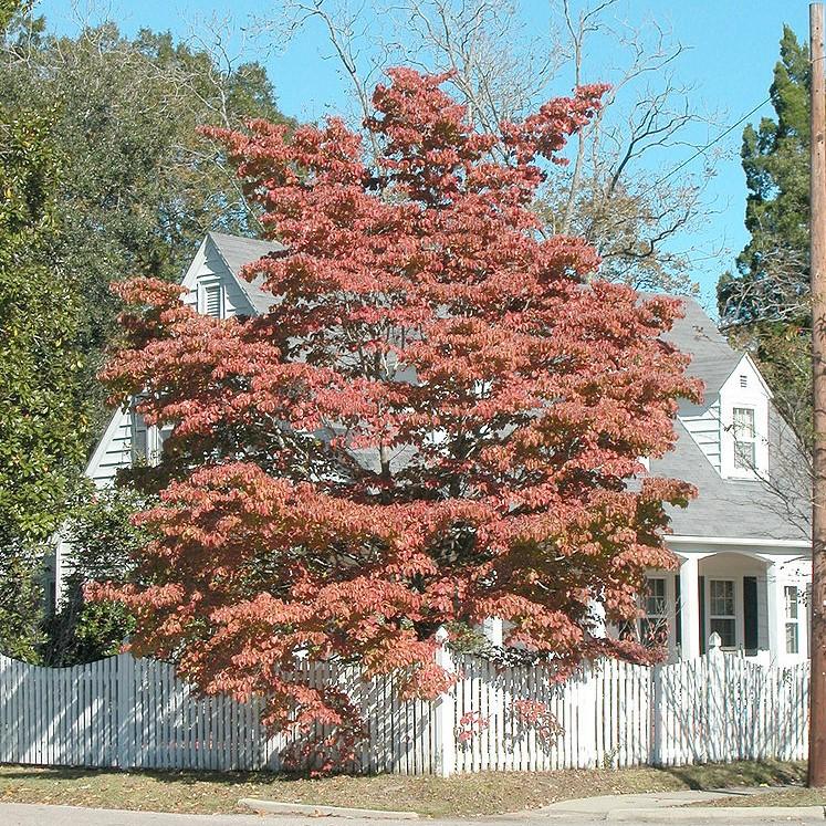 Dogwood, Flowering Dogwood - Image 6