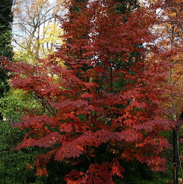 Dogwood, Kousa Dogwood - Image 3