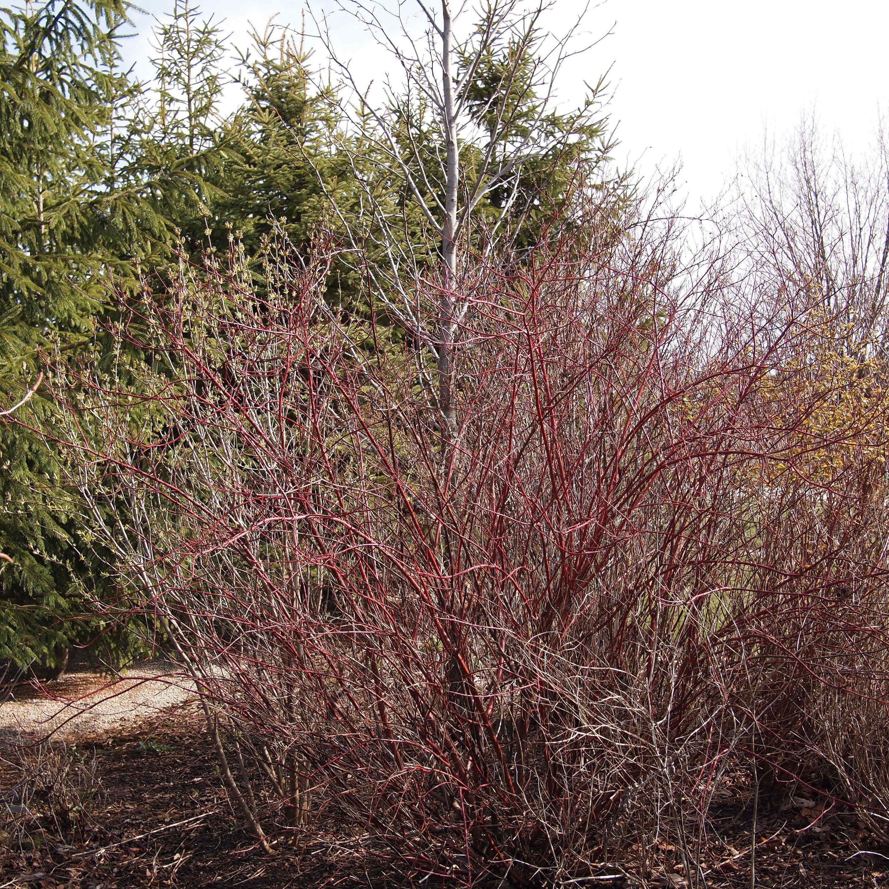 Dogwood, Bailey Red Twig Dogwood - Image 4