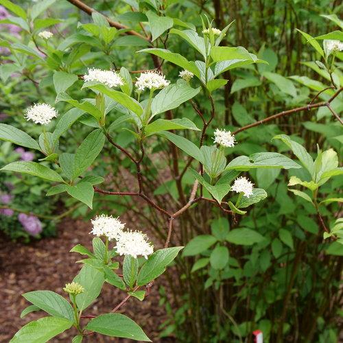 Dogwood, Arctic Fire® Red Twig Dogwood - Image 3