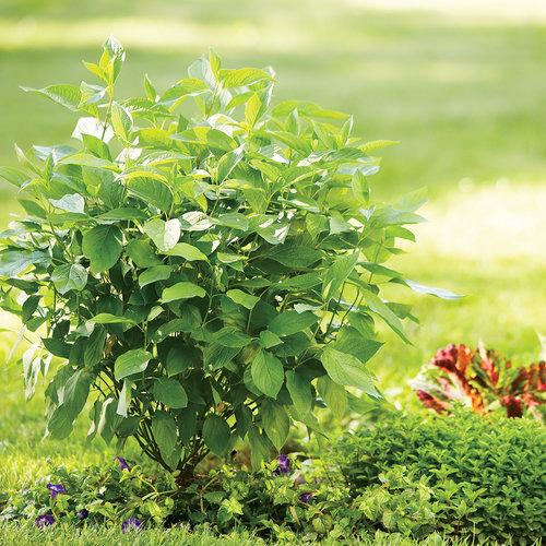Dogwood, Arctic Fire® Red Twig Dogwood - Image 4