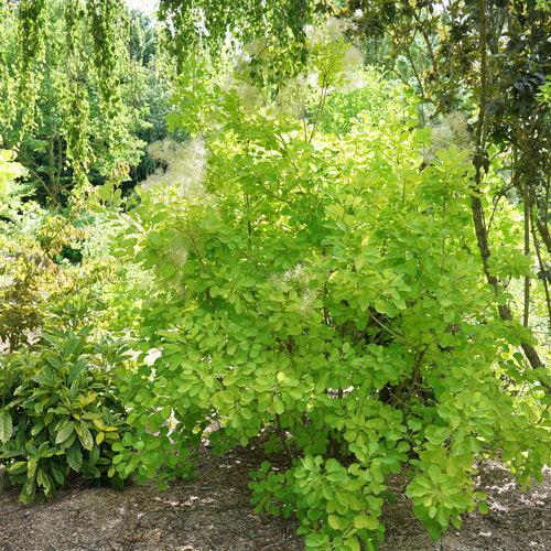 Smokebush, Winecraft Gold® Smokebush