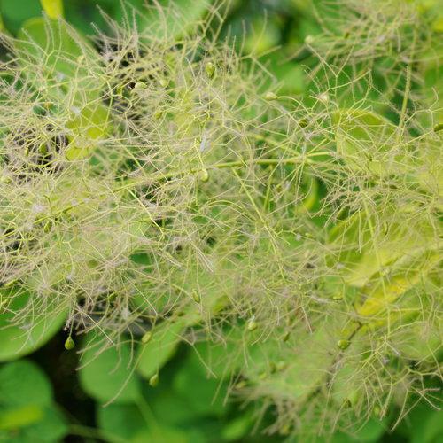 Smokebush, Winecraft Gold® Smokebush - Image 2