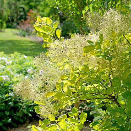 Smokebush, Winecraft Gold® Smokebush - Image 3