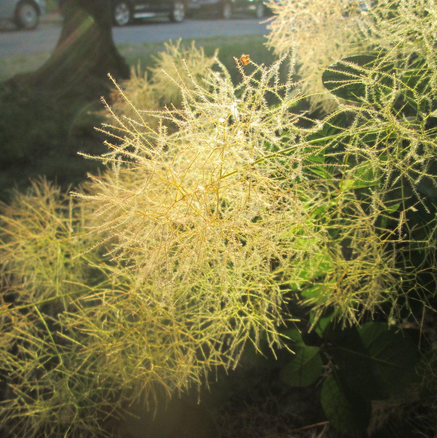 Smokebush, Winecraft Gold® Smokebush - Image 4