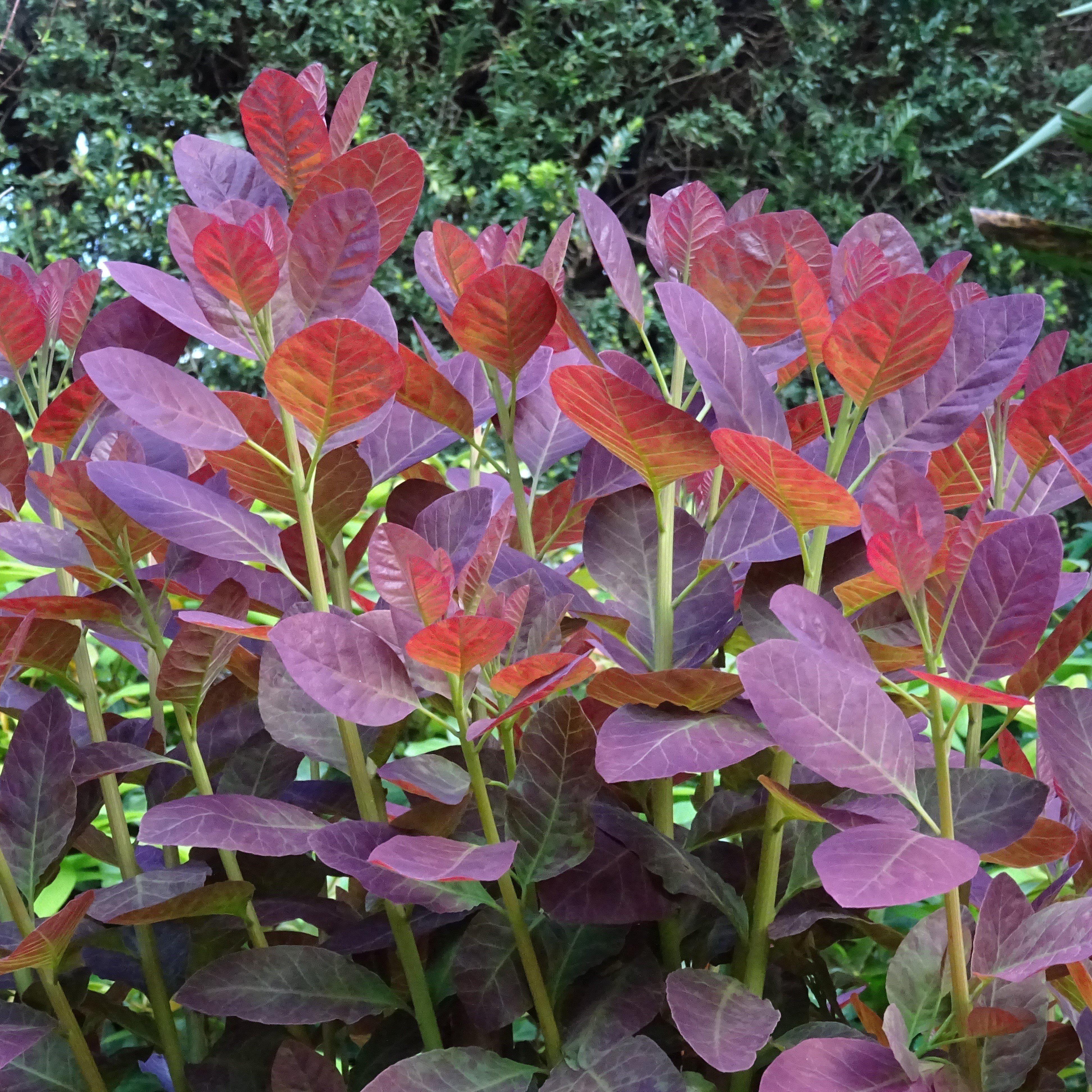 Smoke Tree, Royal Purple Smoke Tree - Image 2
