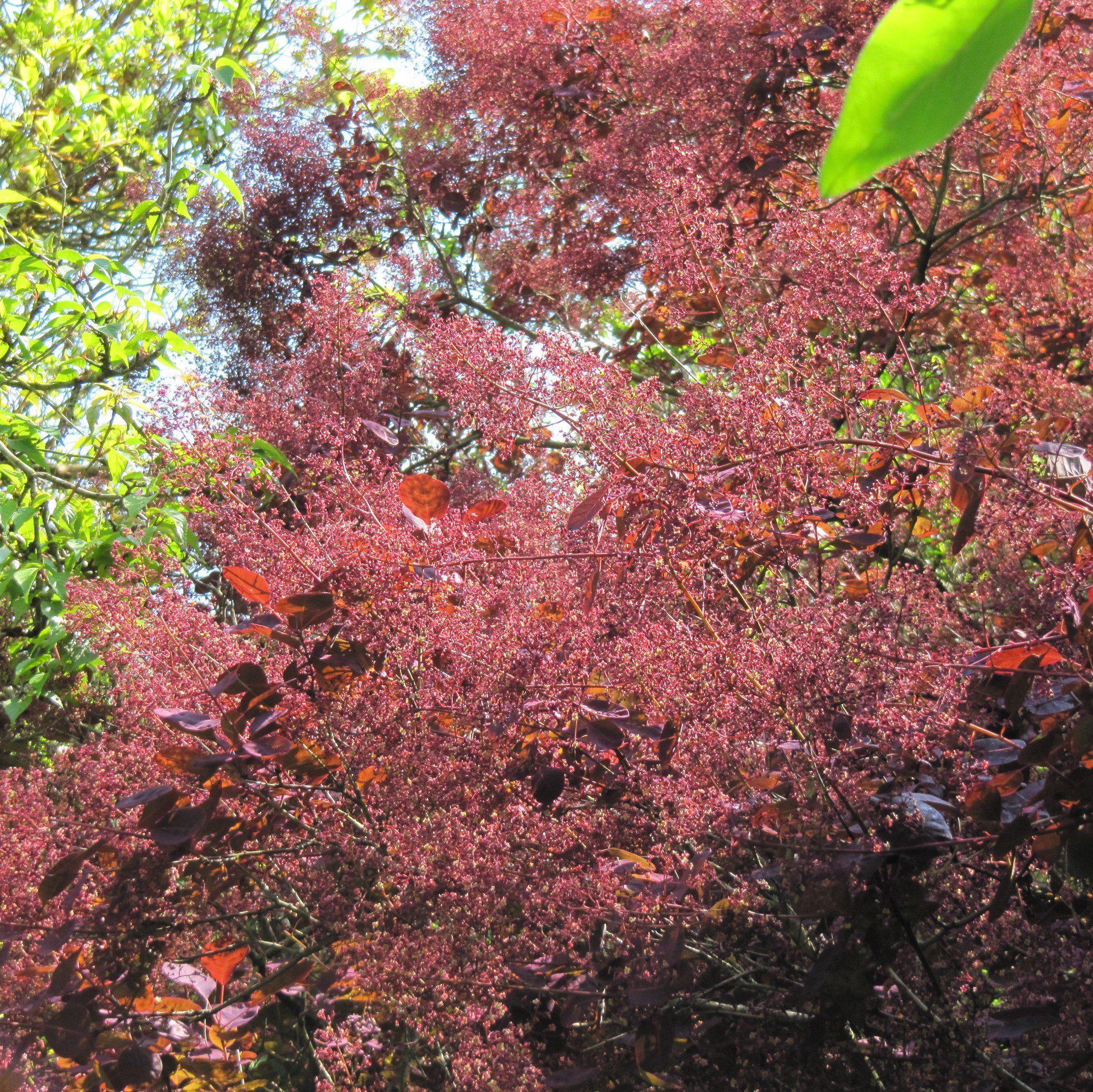 Smoke Tree, Royal Purple Smoke Tree - Image 3