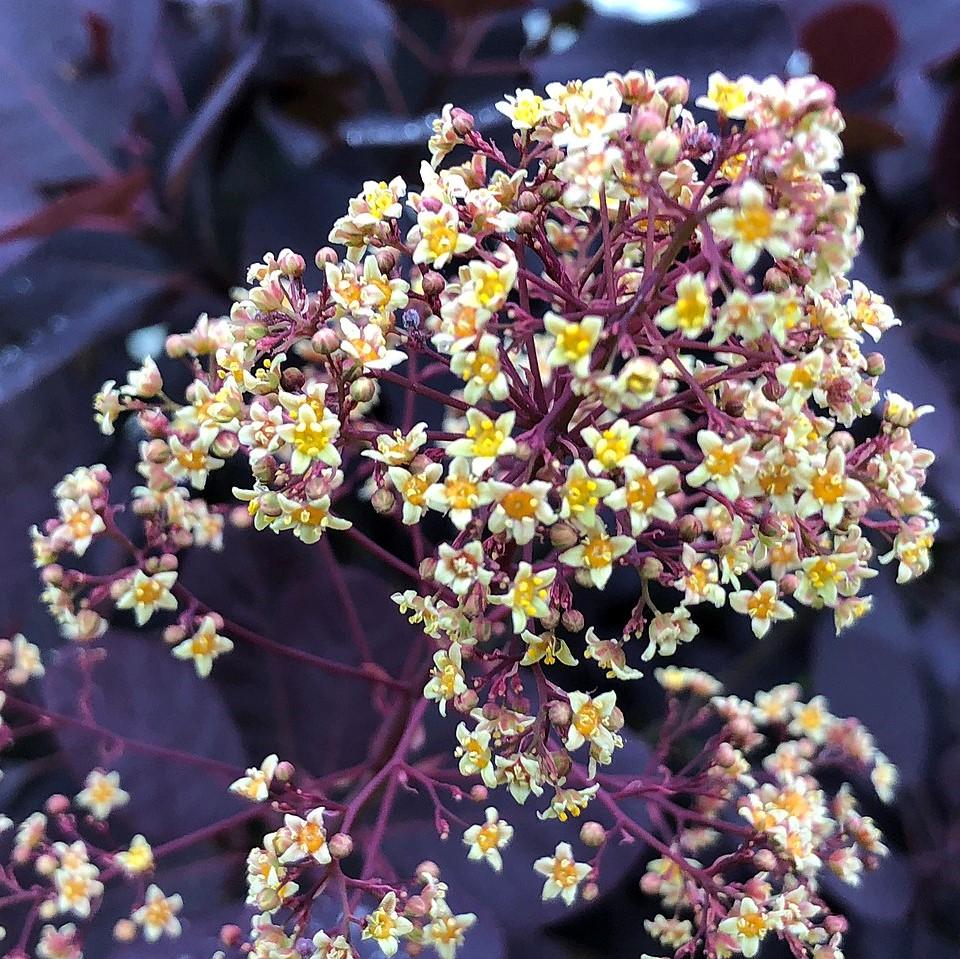 Smoke Tree, Royal Purple Smoke Tree - Image 4