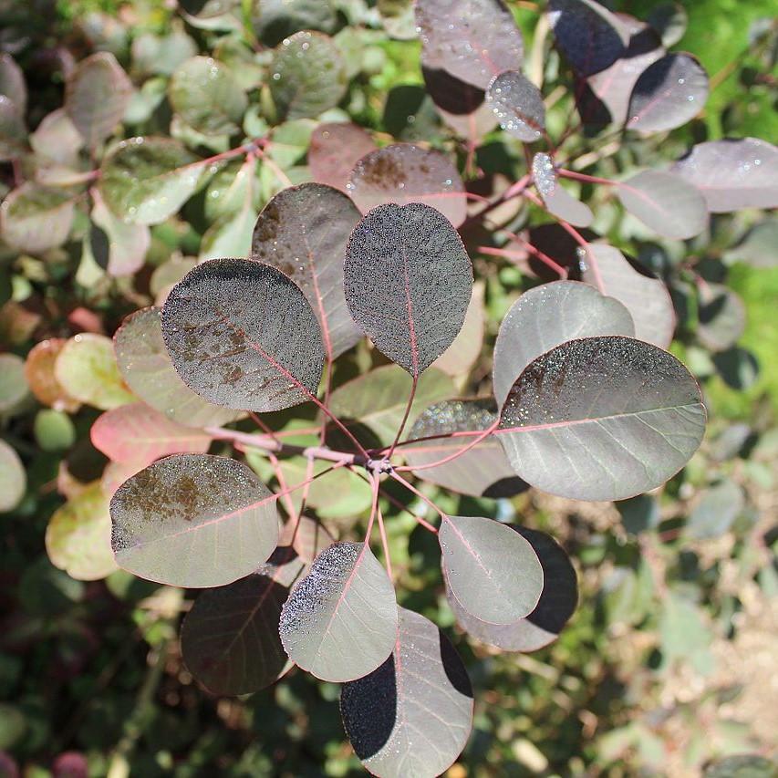 Smoke Tree, Royal Purple Smoke Tree - Image 5