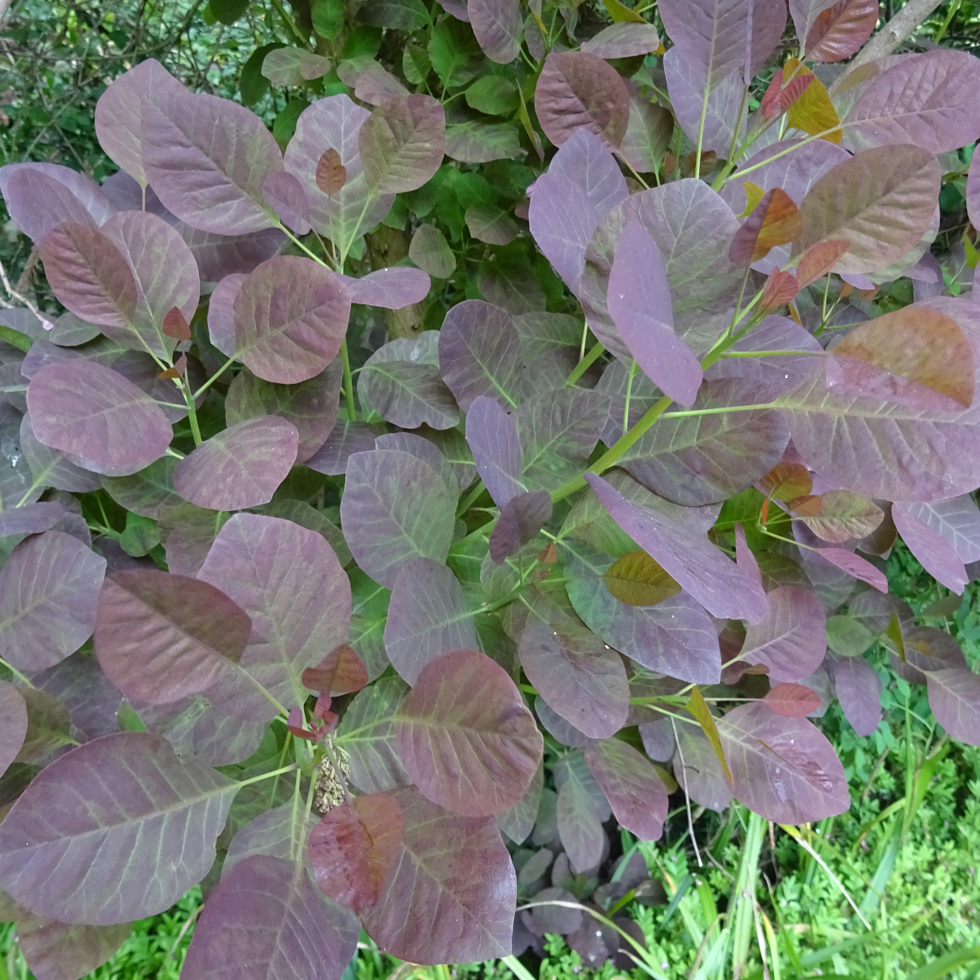 Smoke Tree, Royal Purple Smoke Tree - Image 6