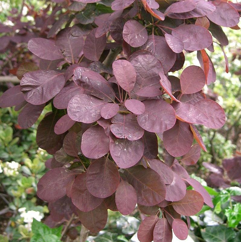 Smoke Tree, Royal Purple Smoke Tree - Image 7