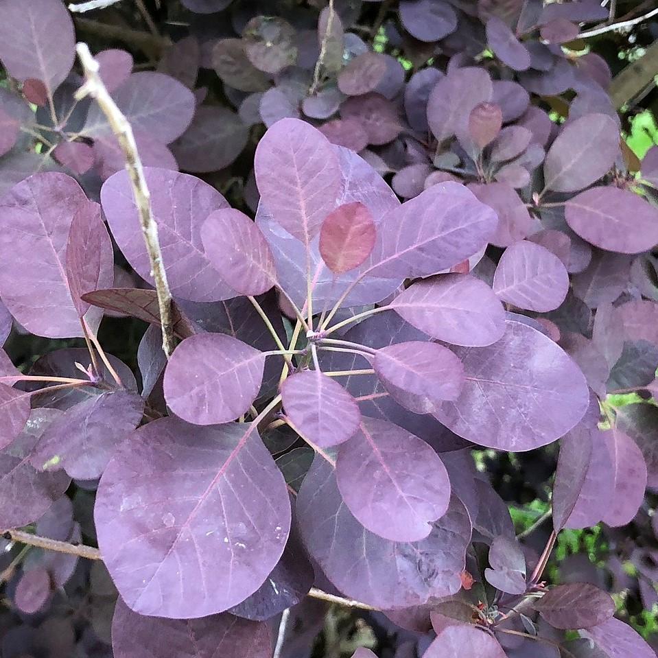 Smoke Tree, Royal Purple Smoke Tree - Image 8