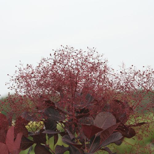 Smokebush, Winecraft Black® Smokebush - Image 4