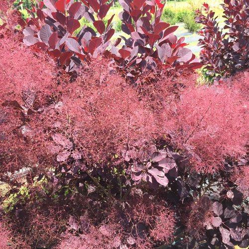 Smokebush, Winecraft Black® Smokebush - Image 5