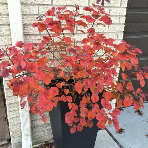 Smokebush, Winecraft Black® Smokebush - Image 6