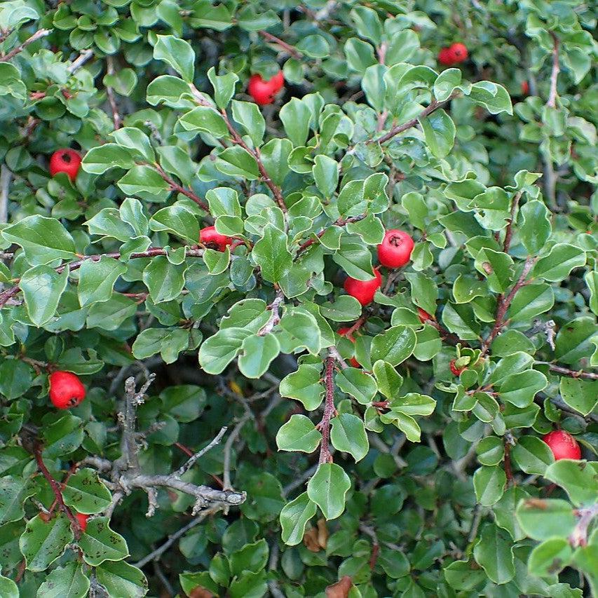 Cotoneaster, Cranberry Cotoneaster - Image 2
