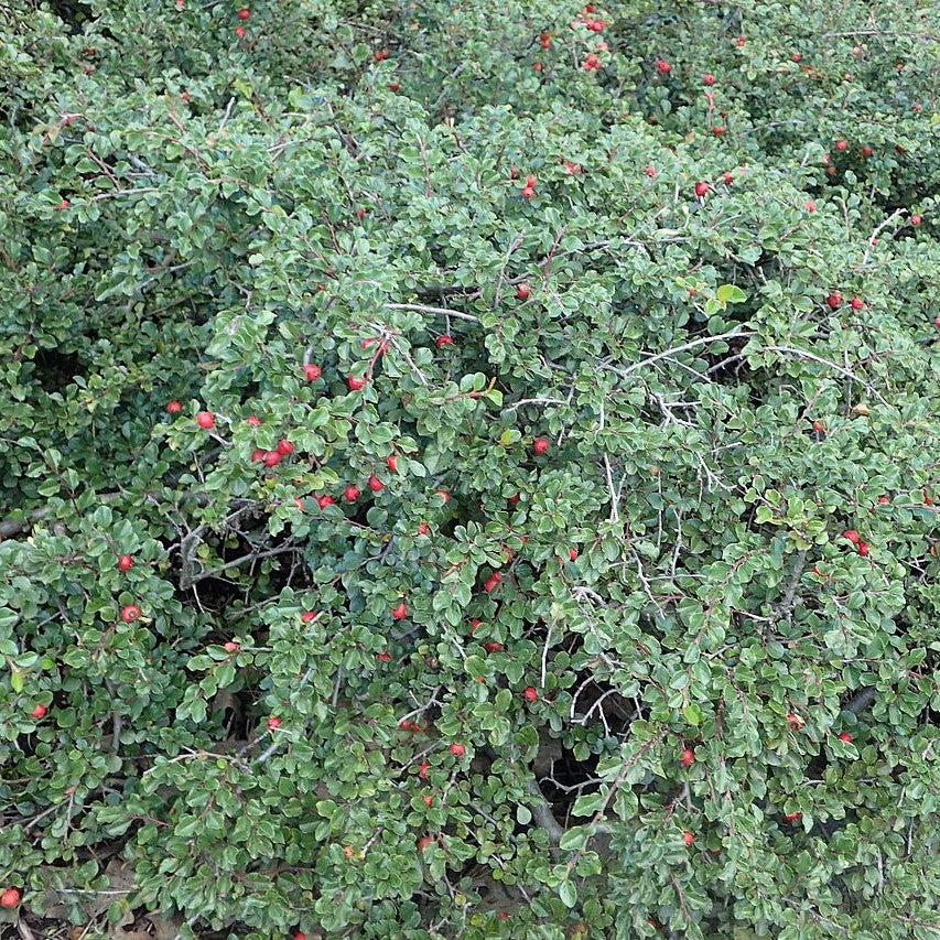 Cotoneaster, Cranberry Cotoneaster - Image 3
