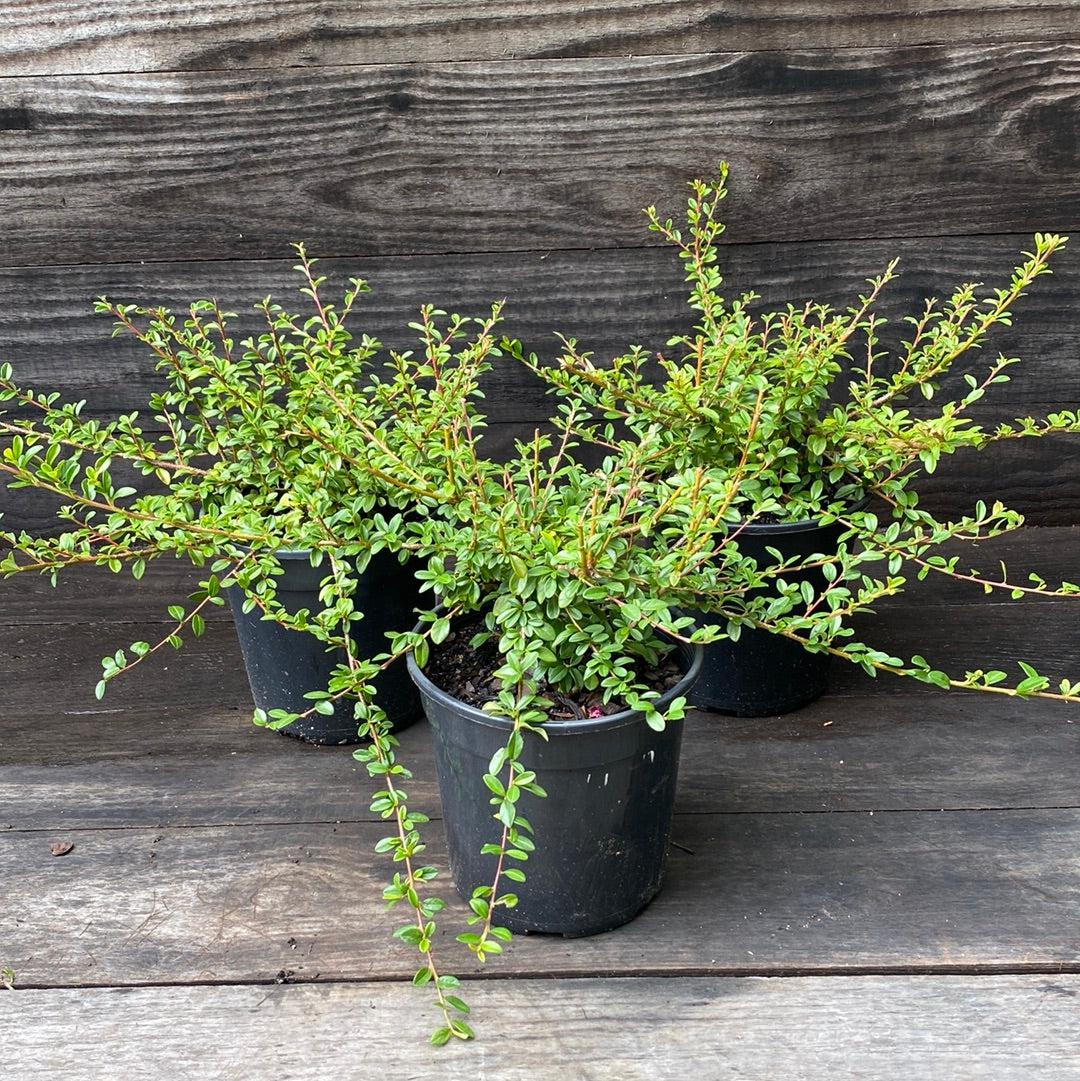 Cotoneaster, Coral Beauty Cotoneaster