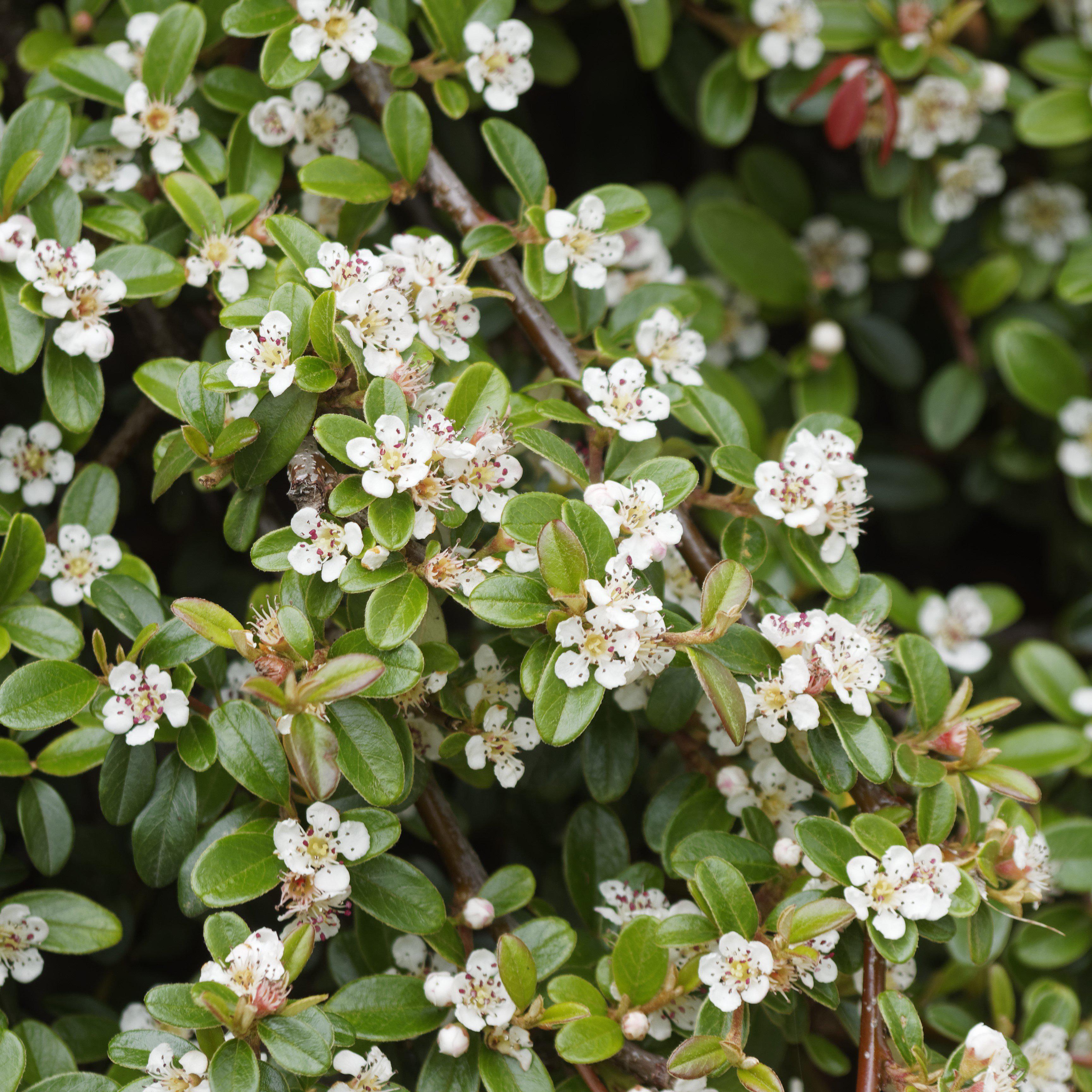Cotoneaster, Coral Beauty Cotoneaster - Image 2