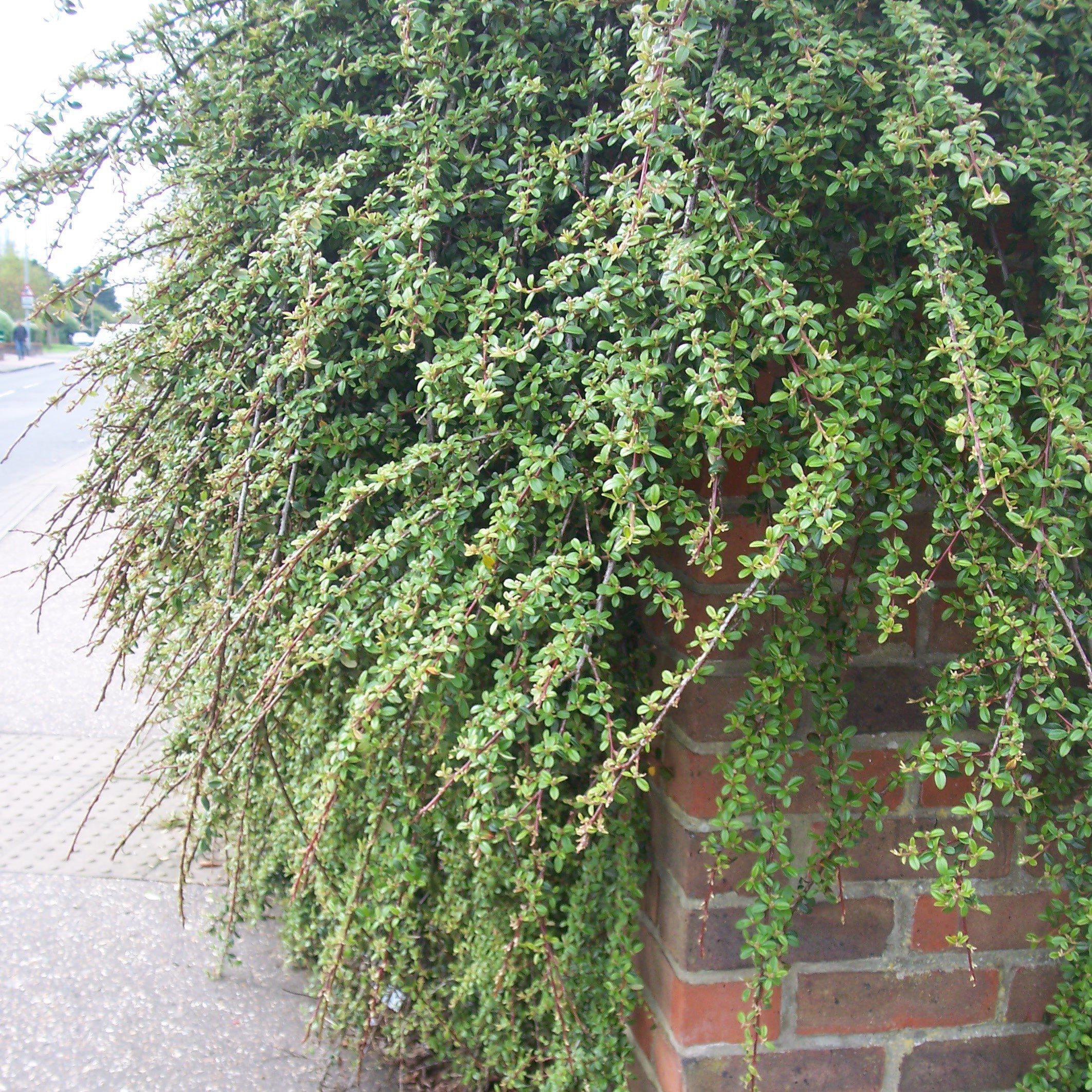 Cotoneaster, Coral Beauty Cotoneaster - Image 3