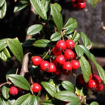 Cotoneaster, Coral Beauty Cotoneaster - Image 4