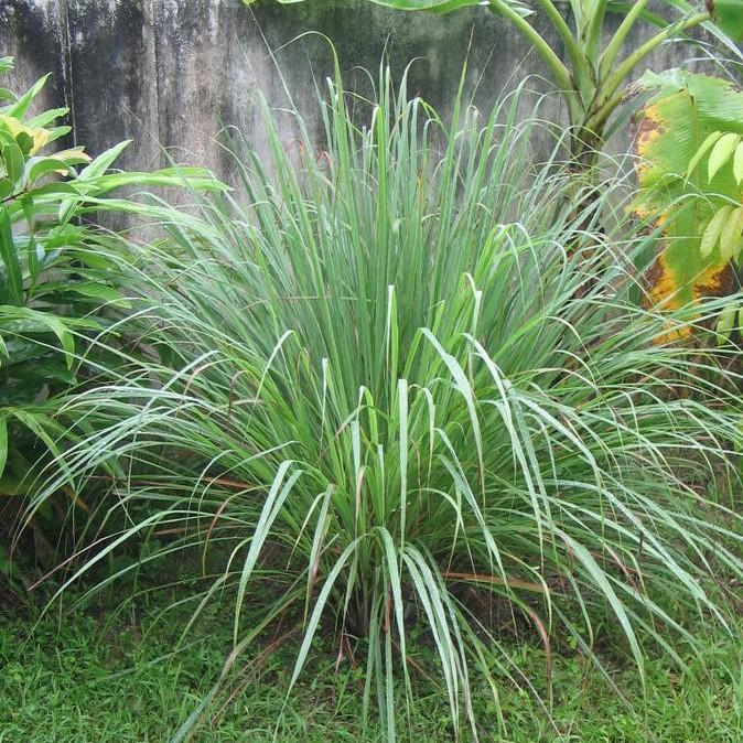 Grass, Lemongrass
