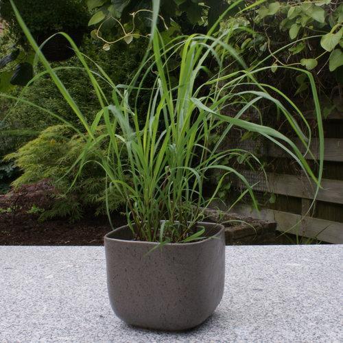 Grass, Lemongrass - Image 2