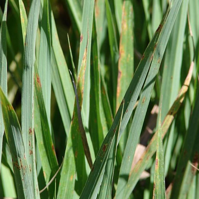 Grass, Lemongrass - Image 3