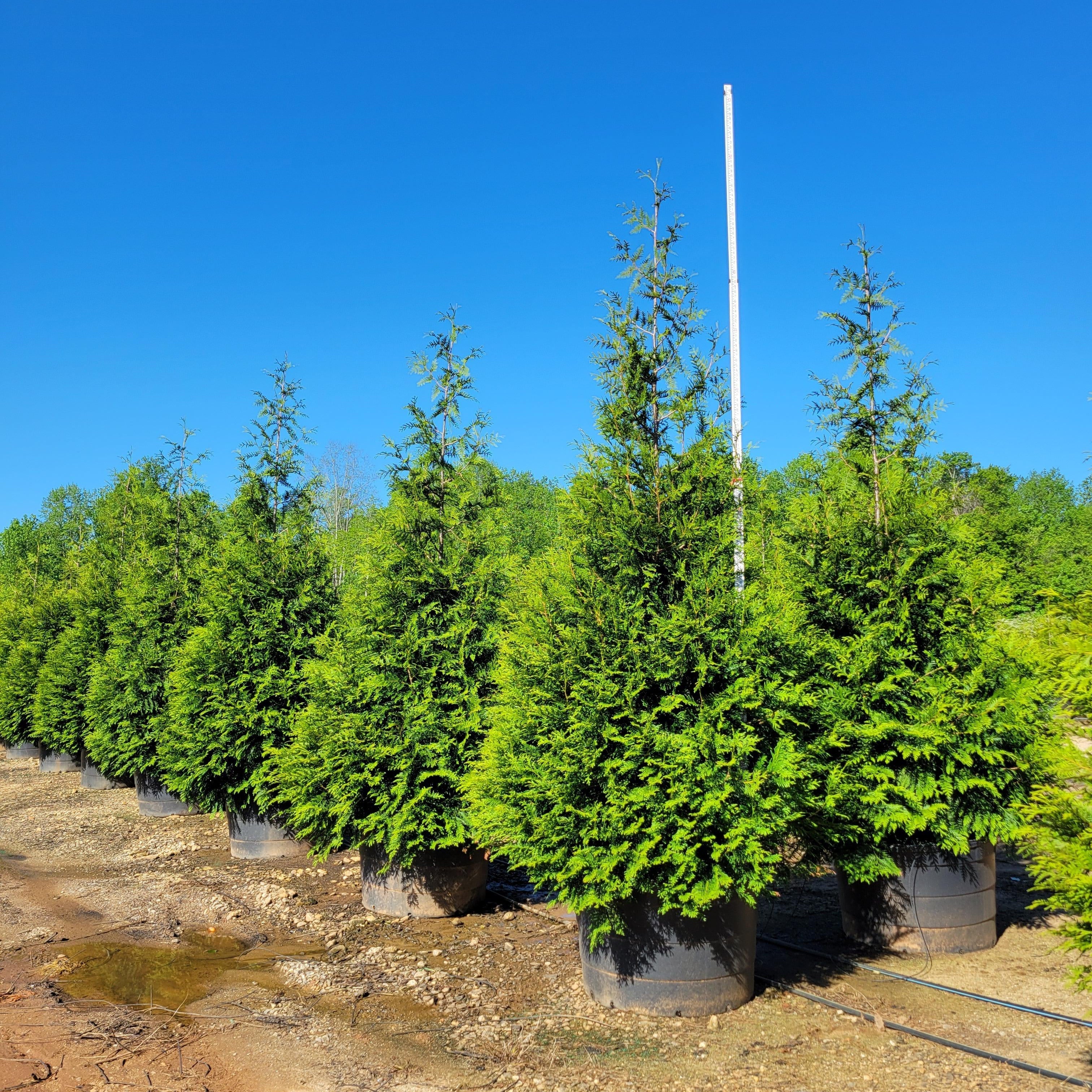 Arborvitae, Green Giant Arborvitae - Image 11