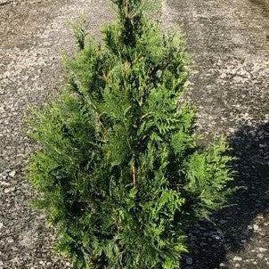 Arborvitae, Green Giant Arborvitae - Image 13