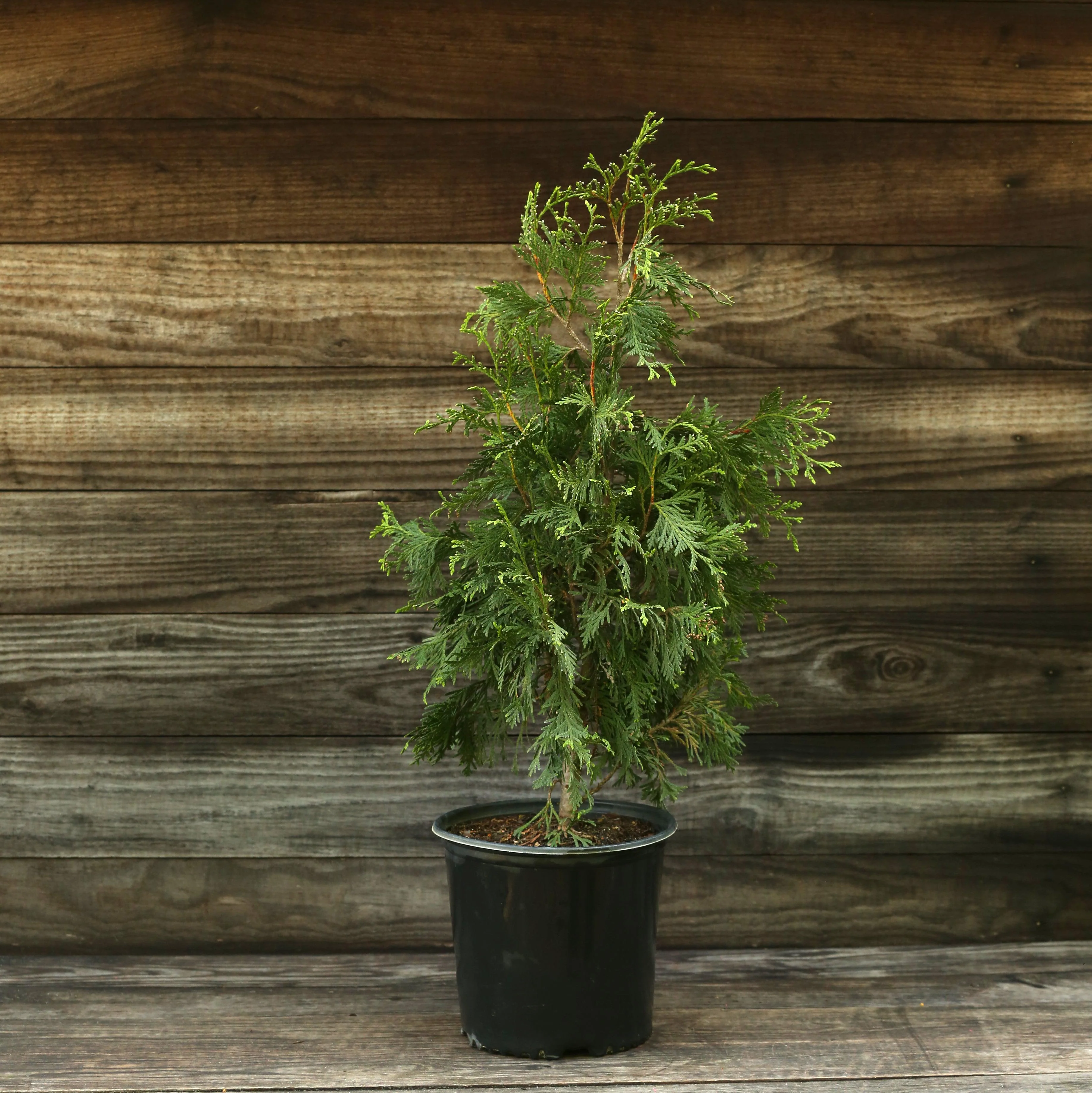 Arborvitae, Green Giant Arborvitae - Image 3