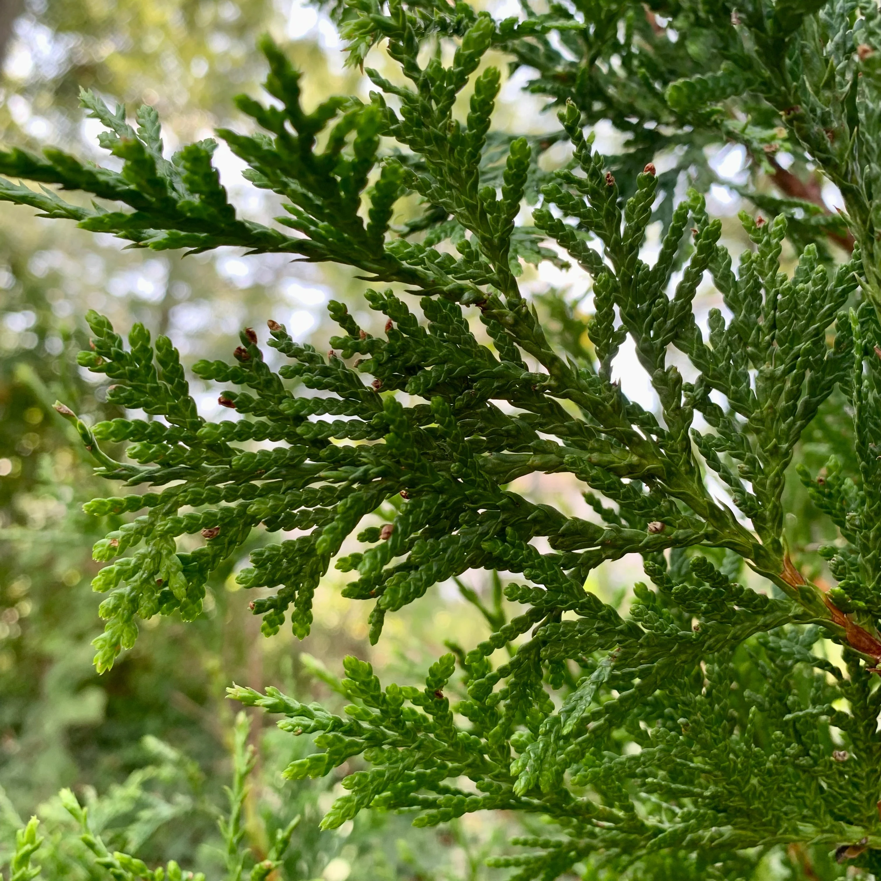 Arborvitae, Green Giant Arborvitae - Image 9