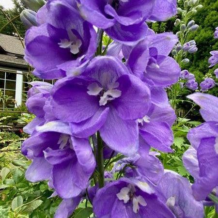 Delphinium, Aurora™ Lavender Delphinium - Image 3