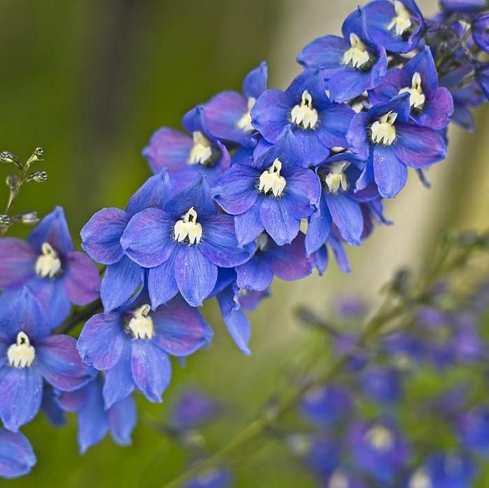 Delphinium, Guardian Blue - Image 3