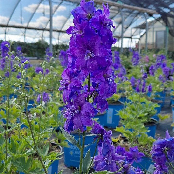 Delphinium, Laser Beam™ Delphinium - Image 3