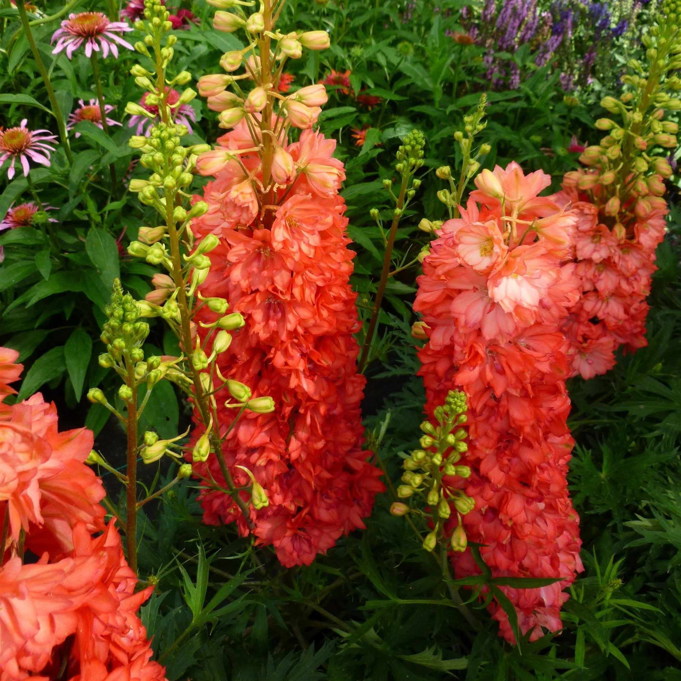 Delphinium, Red Lark Delphinium - Image 4