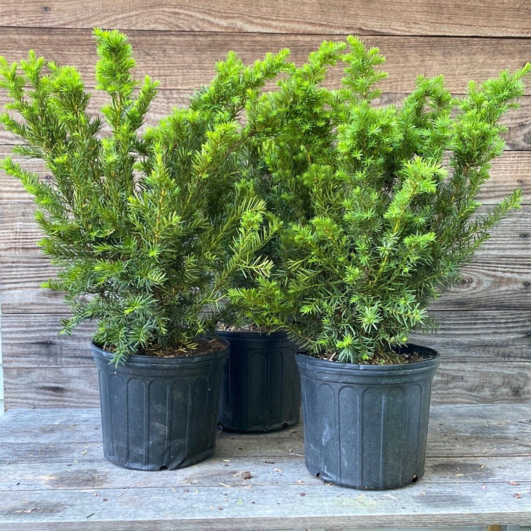 Yew, Dense Spreading Yew - Image 3