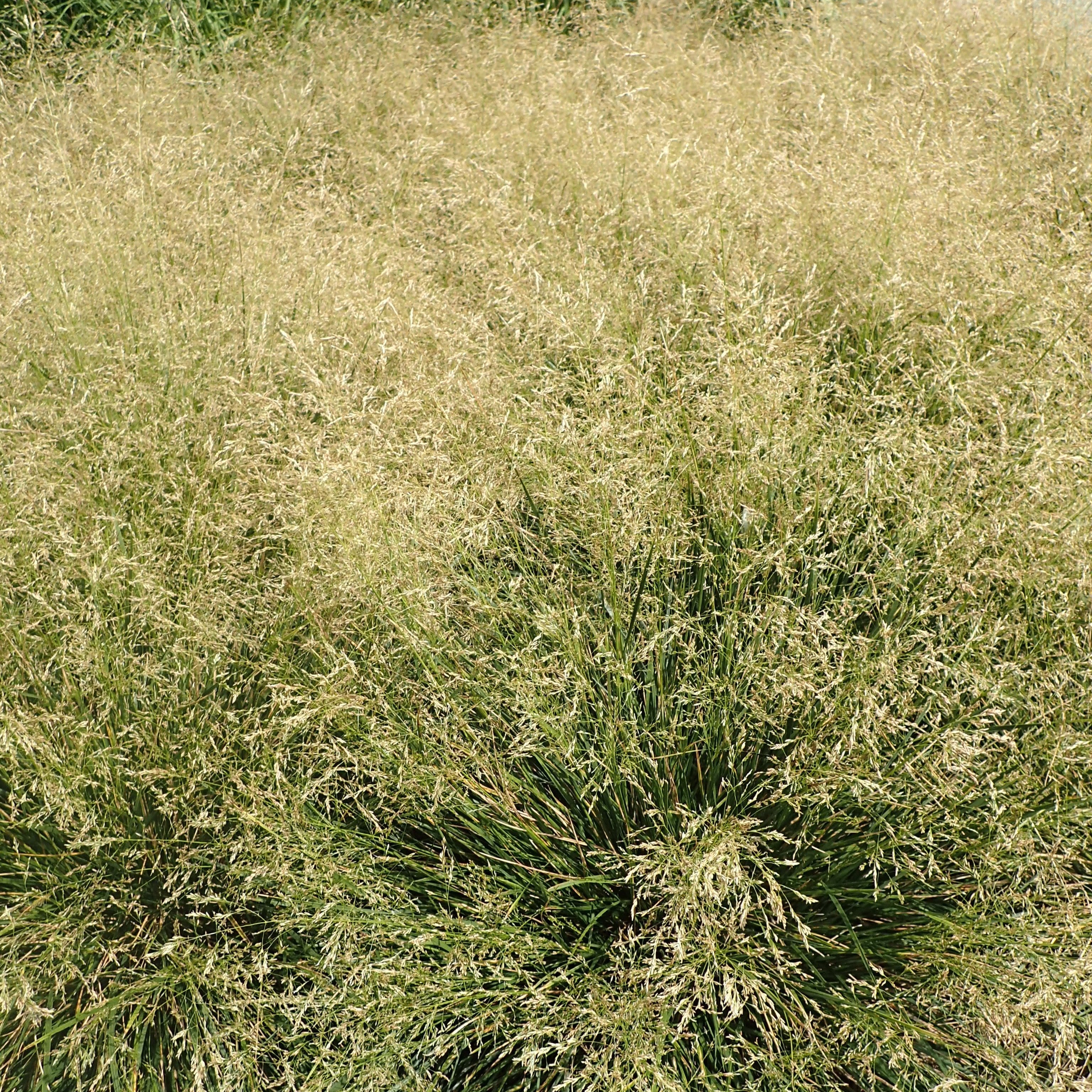 Grass, Golden Dew Tufted Hair Grass - Image 2