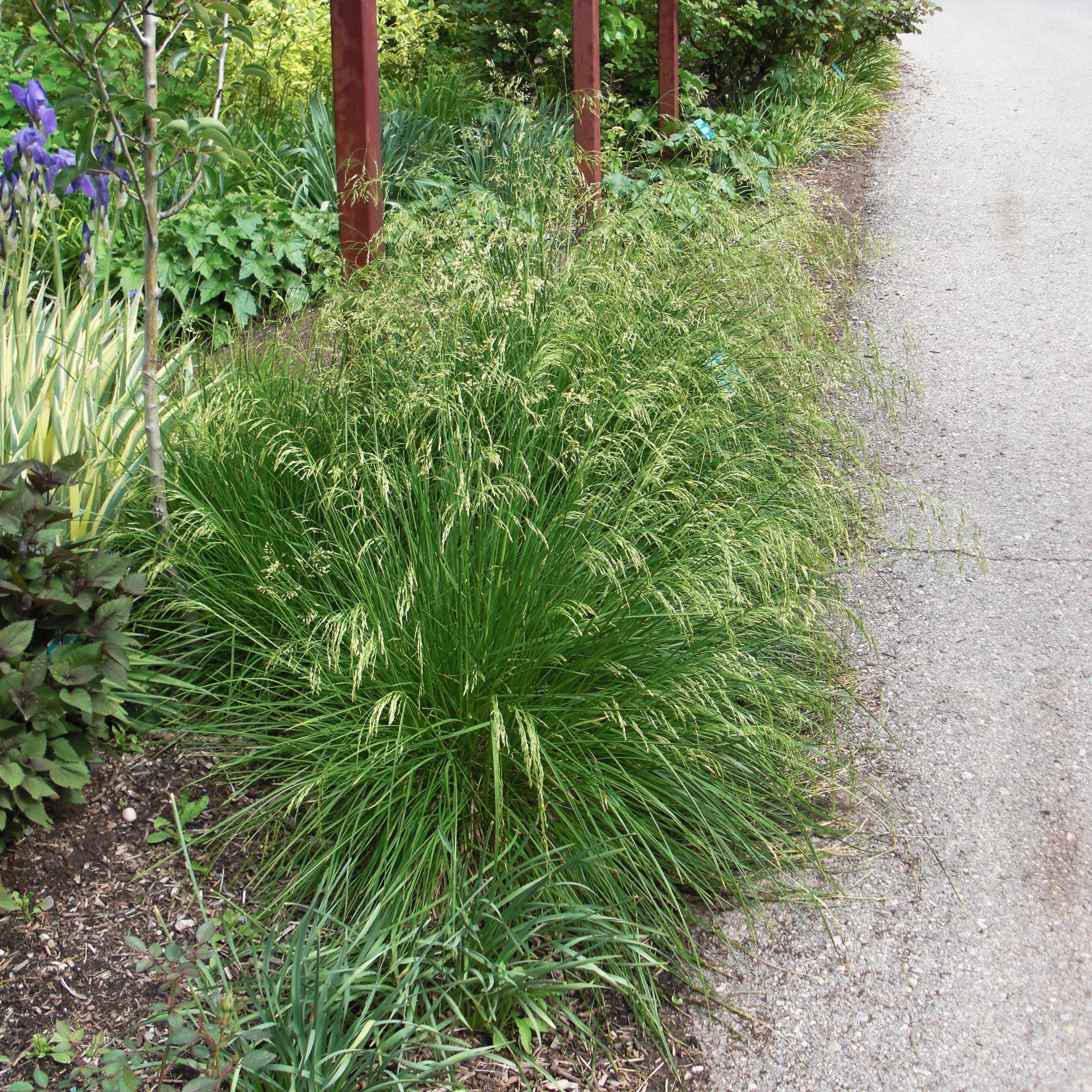 Grass, Golden Dew Tufted Hair Grass - Image 3