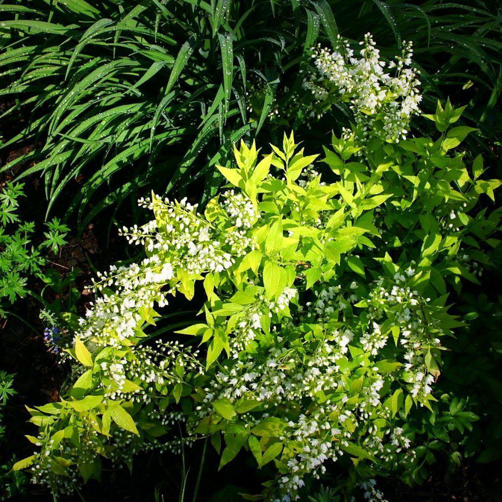 Deutzia, Chardonnay Pearls® Deutzia - Image 2