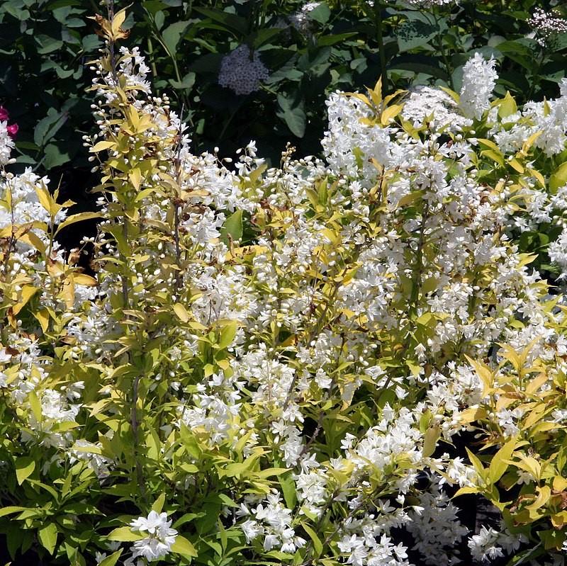 Deutzia, Chardonnay Pearls® Deutzia - Image 3