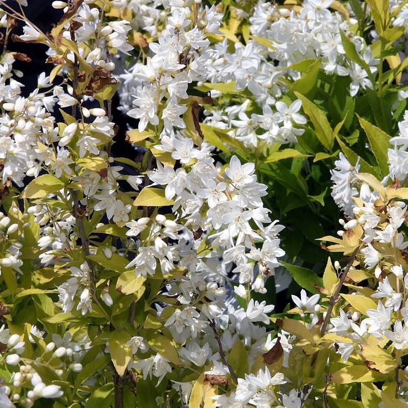 Deutzia, Chardonnay Pearls® Deutzia - Image 4