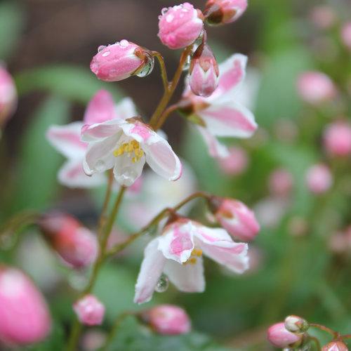 Deutzia, Yuki Cherry Blossom® Deutzia - Image 2