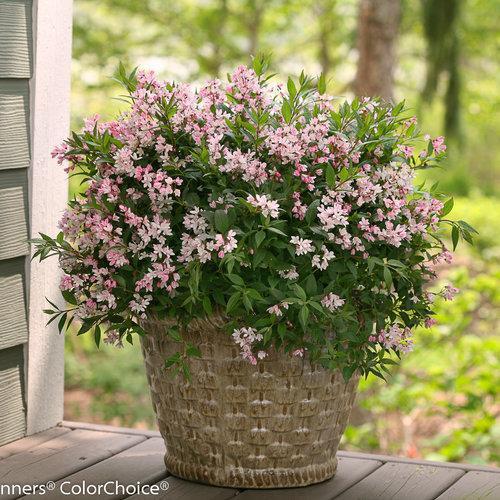 Deutzia, Yuki Cherry Blossom® Deutzia - Image 3